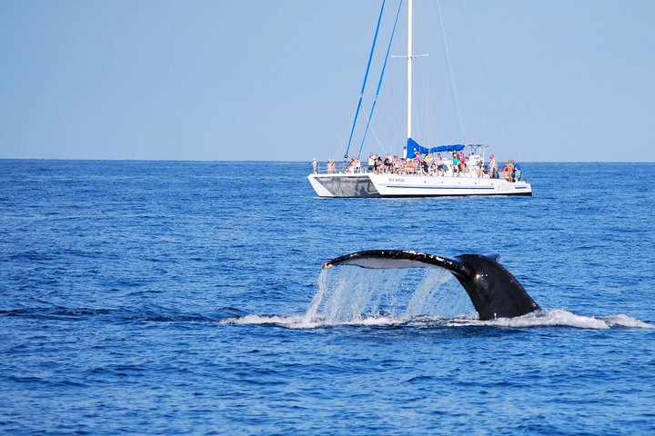 See Humpback Whales!